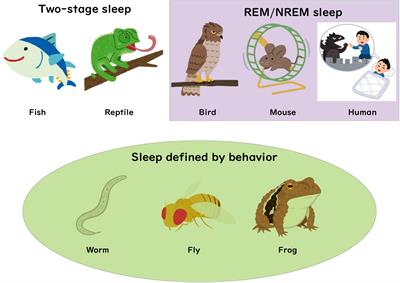 Evolutionary Origin of Distinct NREM and REM Sleep